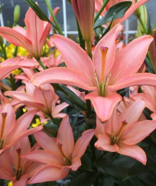 Asiatic Lily Little Kiss