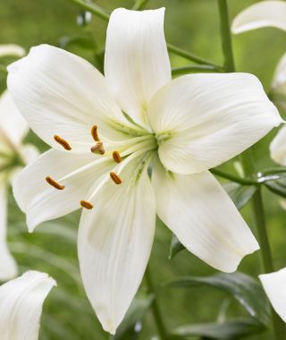 Asiatic Lily Pearl Frances