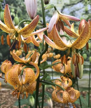 Lily martagon Peppard Gold
