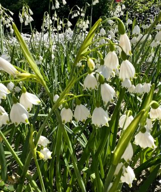 Leucojum aestivum Gravetye Giant