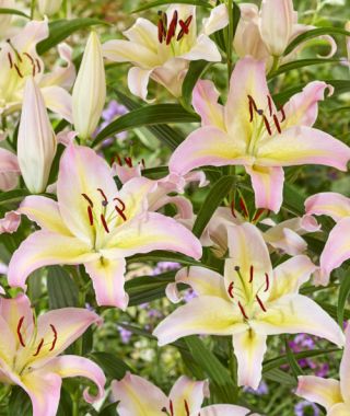 Oriental Lily Hocus Pocus 