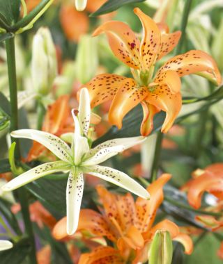 Asiatic Lily Must See 
