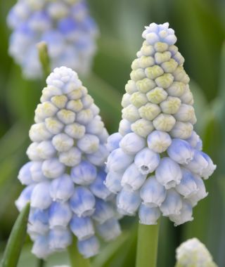 Muscari Alaska