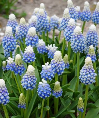 Muscari armeniacum Mountain Lady 