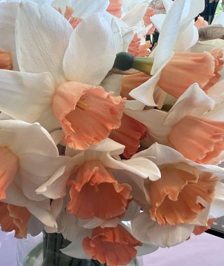 Narcissus Accent