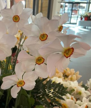 Narcissus Actaea