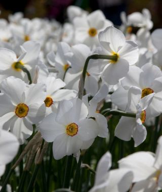 Narcissus Actaea