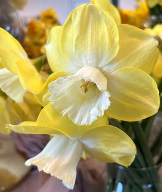 Large Cupped Narcissus Avalon