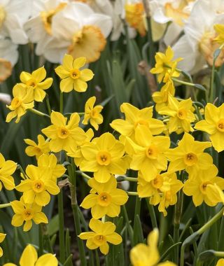 Narcissus Baby Boomer