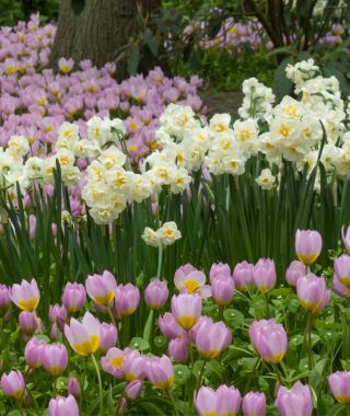 Double Narcissus Bridal Crown