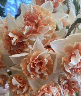 Narcissus Candy Princess