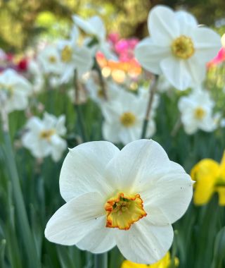 Narcissus Capisco 