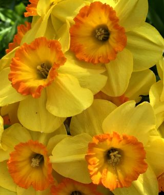 Narcissus Delibes