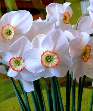 Narcissus Dreamlight