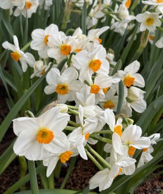Narcissus Geranium