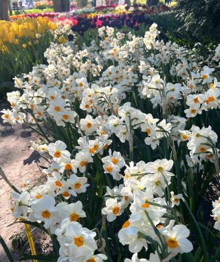 Landscape-Sized Narcissus Geranium 