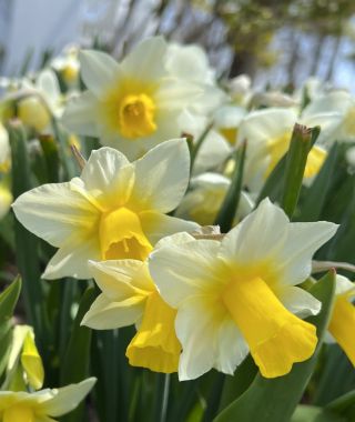 Narcissus Golden Echo