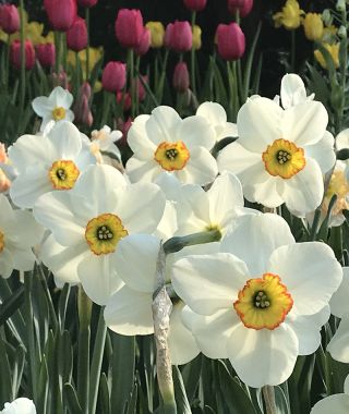 Narcissus Goose Green