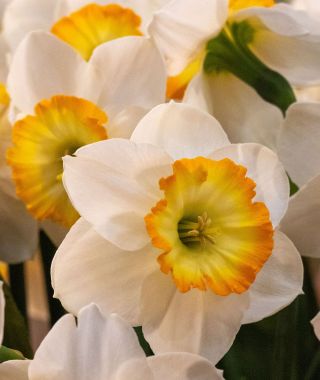 Narcissus Happy Smiles