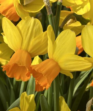 Narcissus Jetfire