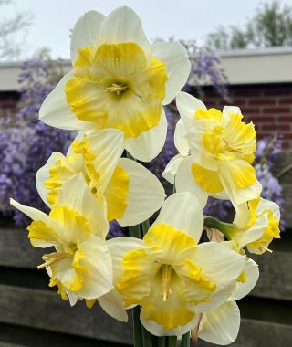 Split-Cup Narcissus Lemon Taffeta