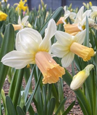 Narcissus Llanfair