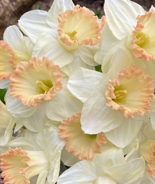 Narcissus Martha Stewart