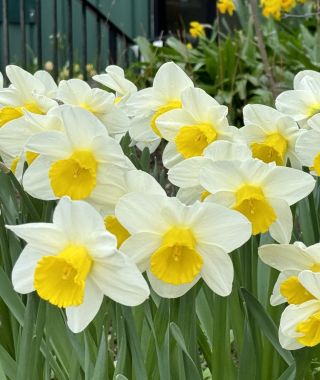 Narcissus Merel's Favourite