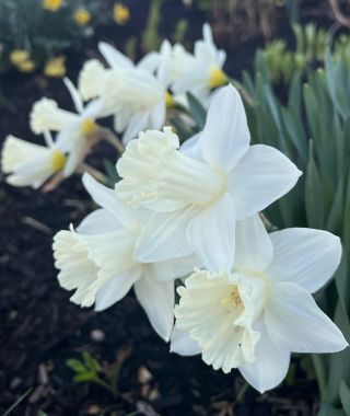 Narcissus Mount Hood
