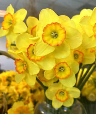Narcissus Pacific Rim
