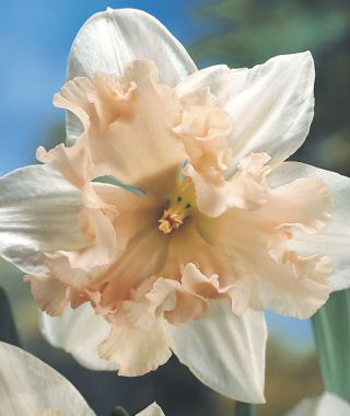 Narcissus Palmares