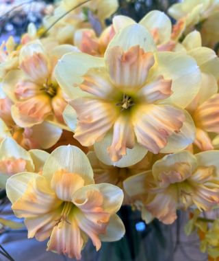Split Cup Narcissus Peachy Dream