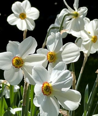 Narcissus Pheasant's Eye