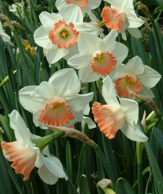 Narcissus Pink Charm
