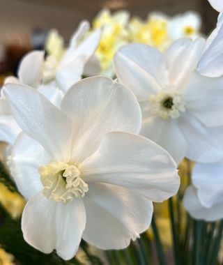 Narcissus Polar Ice