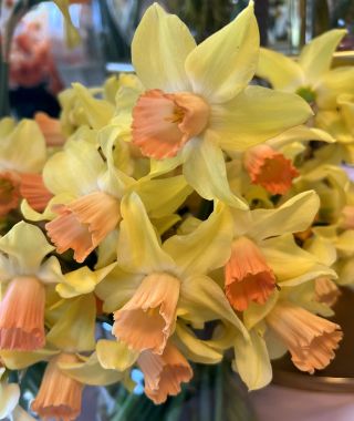 Narcissus Prototype