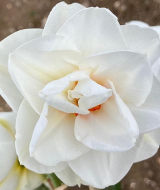Narcissus Saint Claire