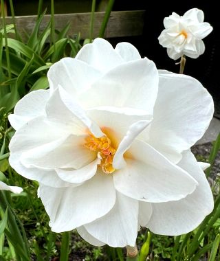 Narcissus Saint Claire