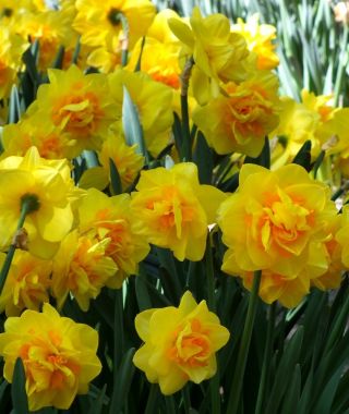Narcissus Sherborne