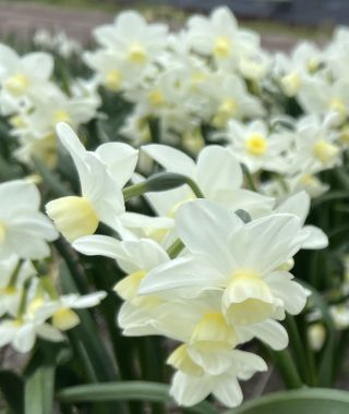 Narcissus Silver Chimes