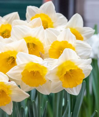Narcissus Sun Cup