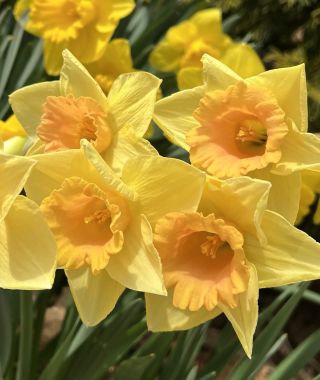 Narcissus Tom Pouce