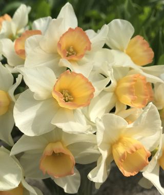 Narcissus Yazz 