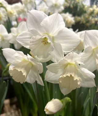 Large Cupped Narcissus Arctic Power 