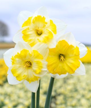 Split-Cup Narcissus Lemon Taffeta