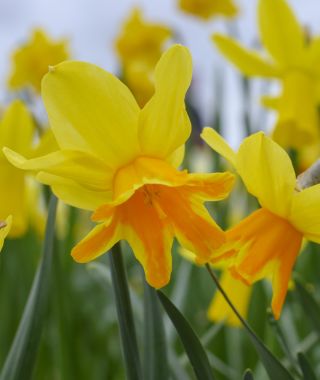 Miscellaneous Narcissus Rataplan