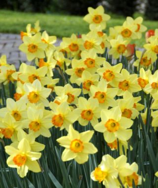 Landscape-Sized Narcissus Red Devon 