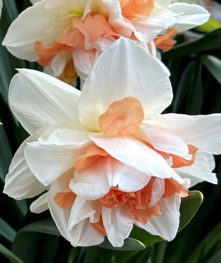 Double Narcissus Replete