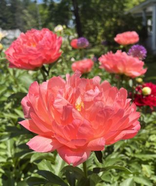 Peony Coral Sunset