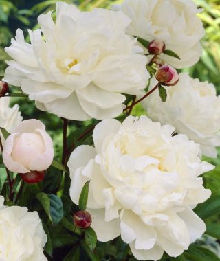 Peony Gardenia